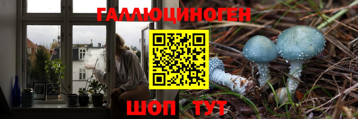 Псилоцибиновые грибы Psilocybe Куйбышев